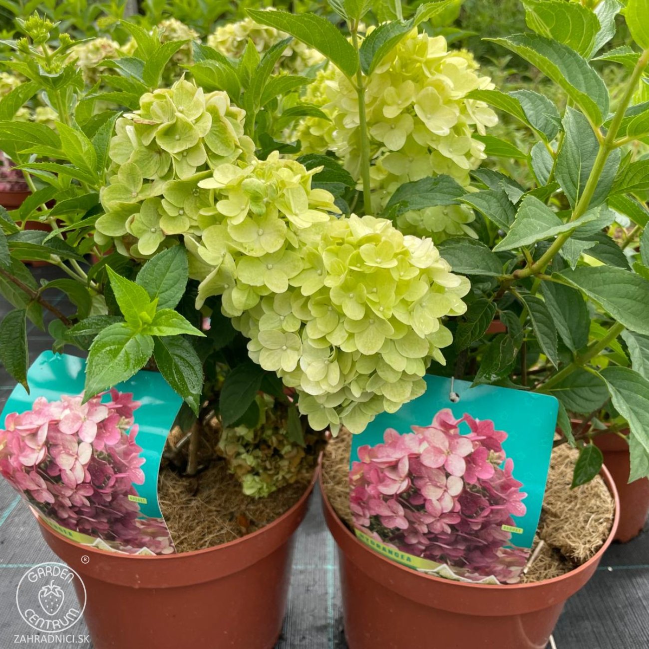 Obrázok Hortenzia metlinatá (Hydrangea paniculata) ‘PETITE STAR’® - výška 30-40 cm, kont. C2L